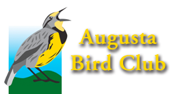 festival logo
