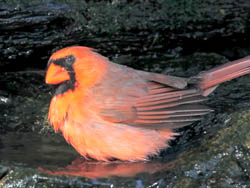 iPhotoBirds Video