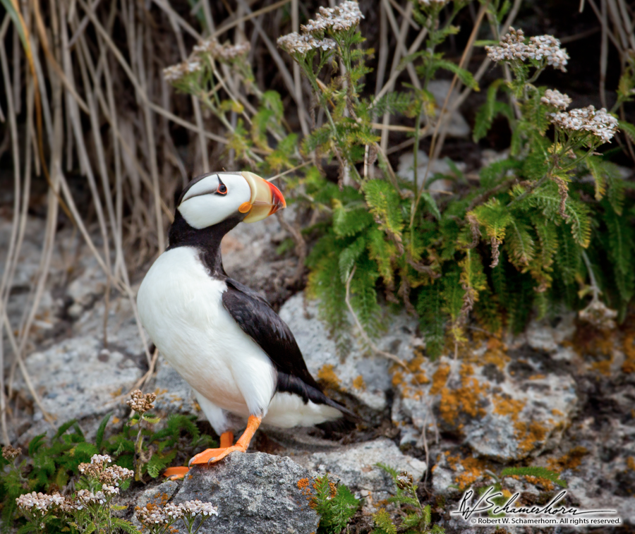 Wildlife Photography Gallery Image