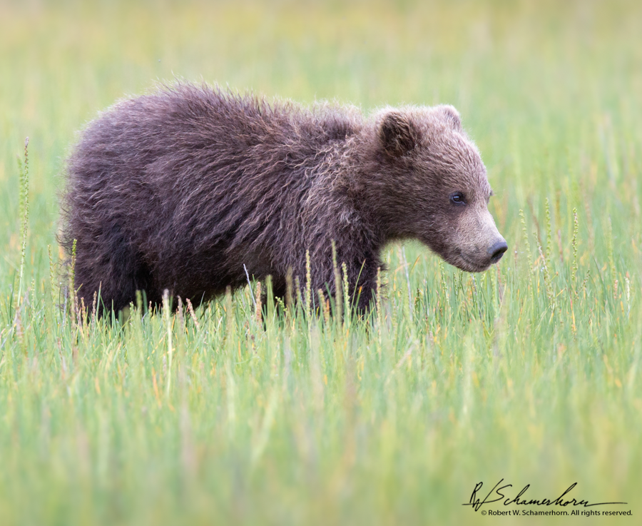 Wildlife Photography Gallery Image