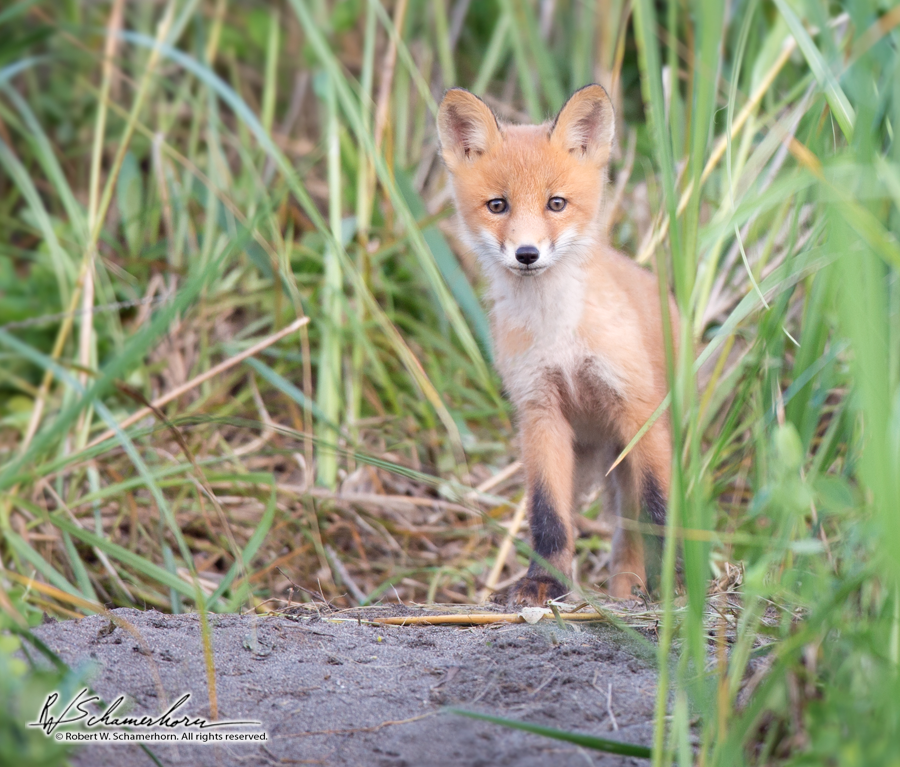 Wildlife Photography Gallery Image