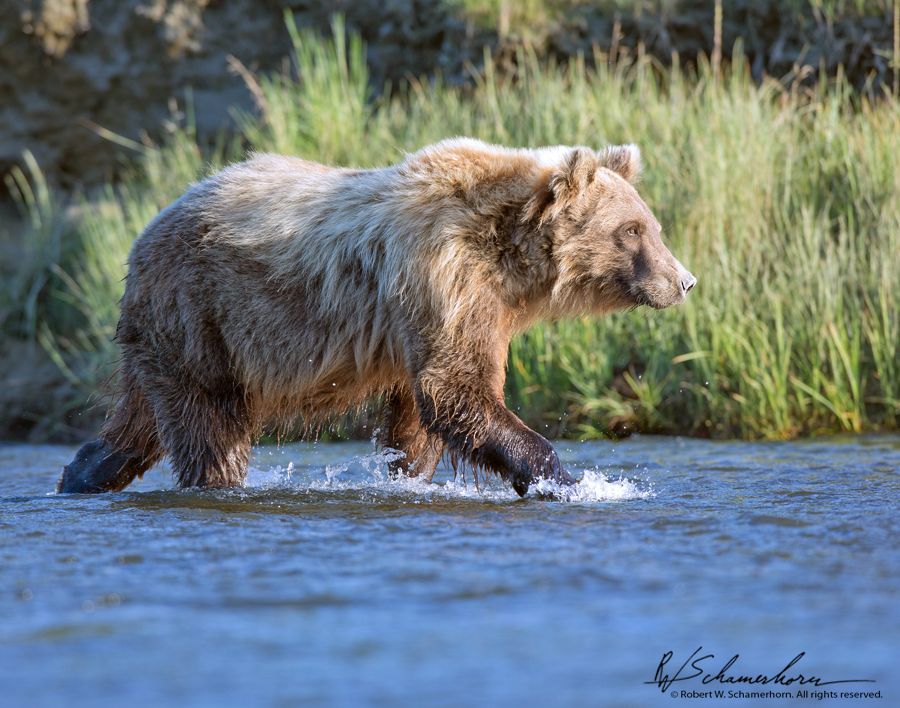 Wildlife Photography Gallery Image