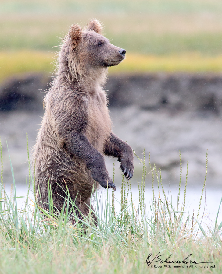 Wildlife Photography Gallery Image