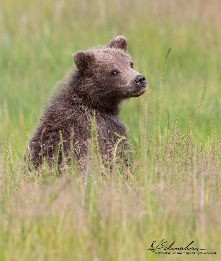 Wildlife Photography Gallery Image