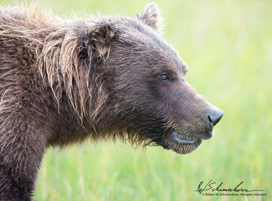 Wildlife Photography Gallery Image