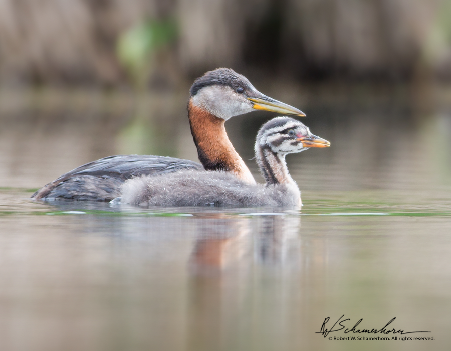 Wildlife Photography Gallery Image