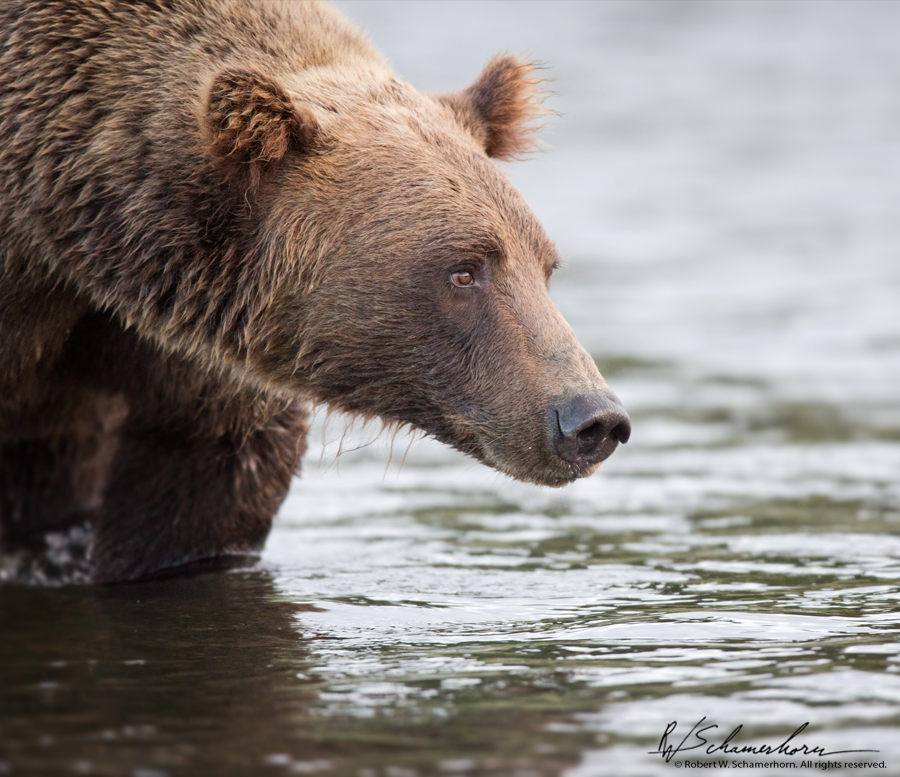 Wildlife Photography Gallery Image