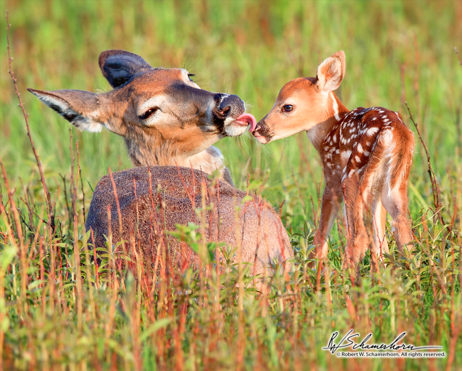 Wildlife Photography Gallery Image