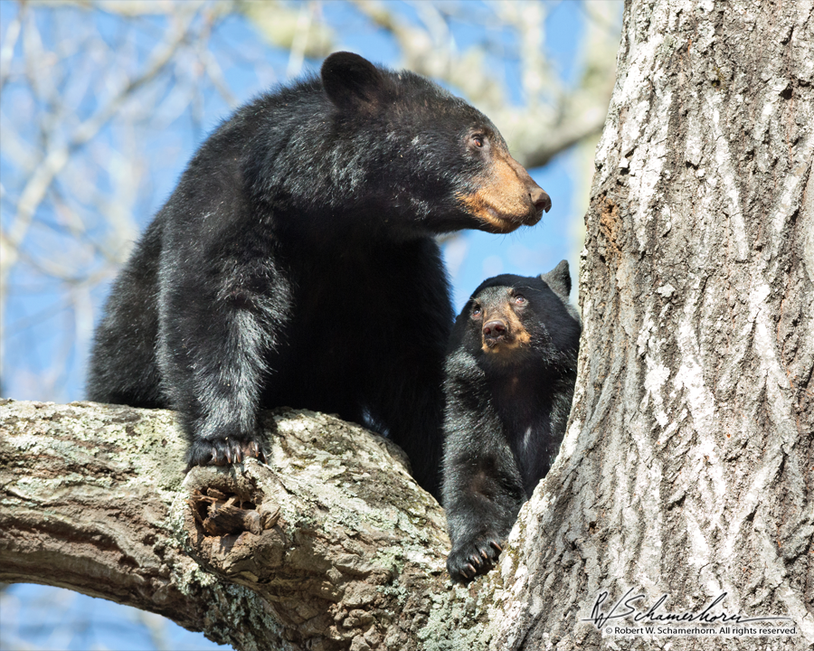 Wildlife Photography Gallery Image