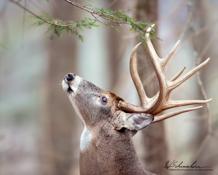 Wildlife Photography Gallery Image