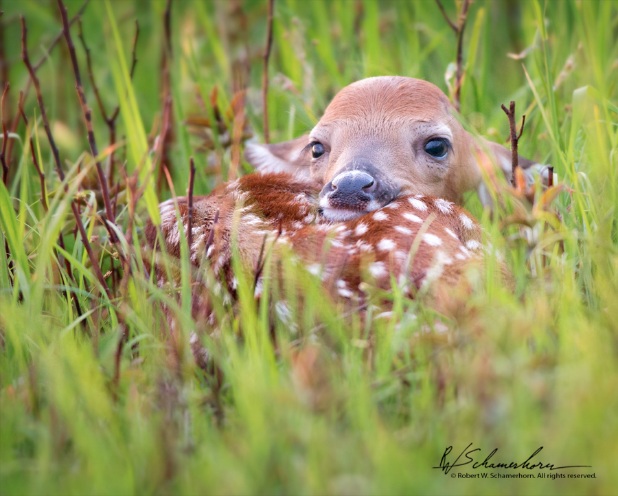 Wildlife Photography Gallery Image