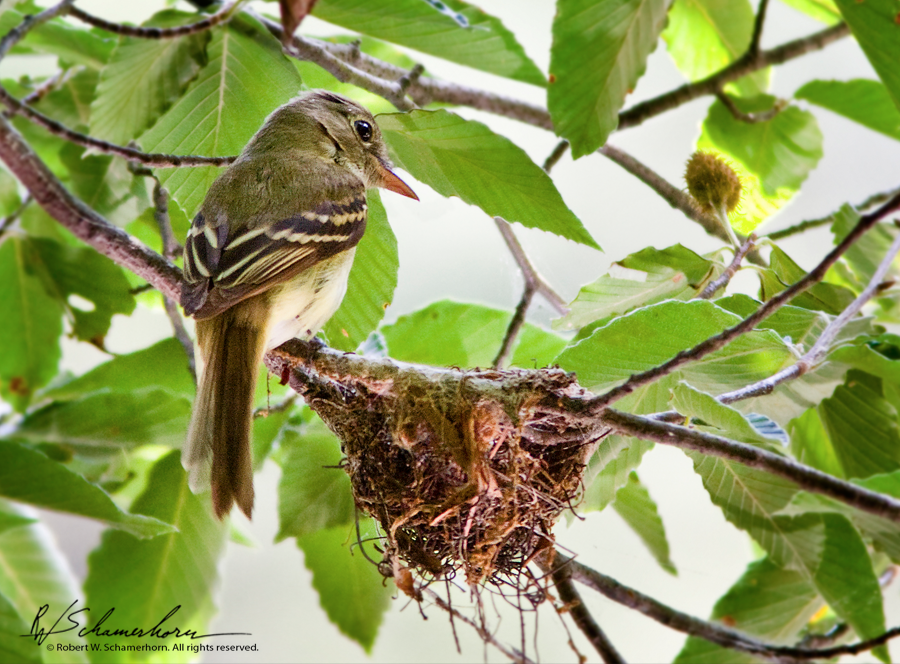 Wildlife Photography Gallery Image