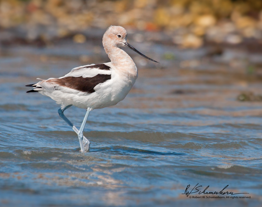 Wildlife Photography Gallery Image