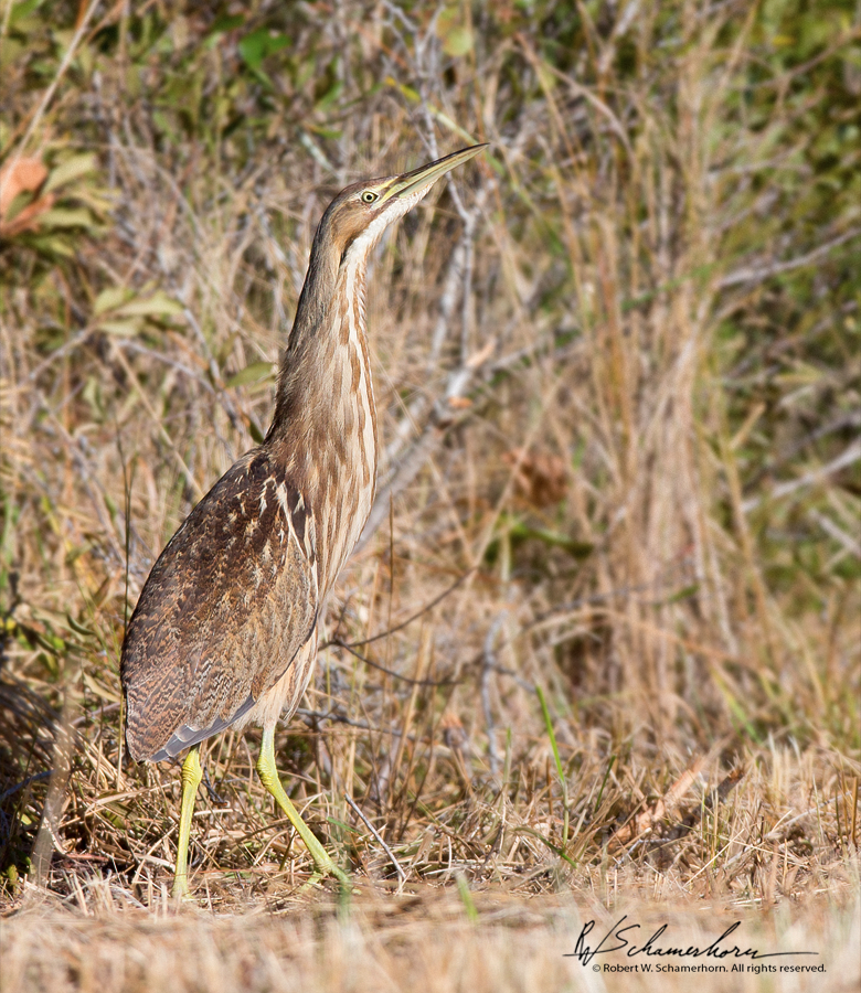 Wildlife Photography Gallery Image