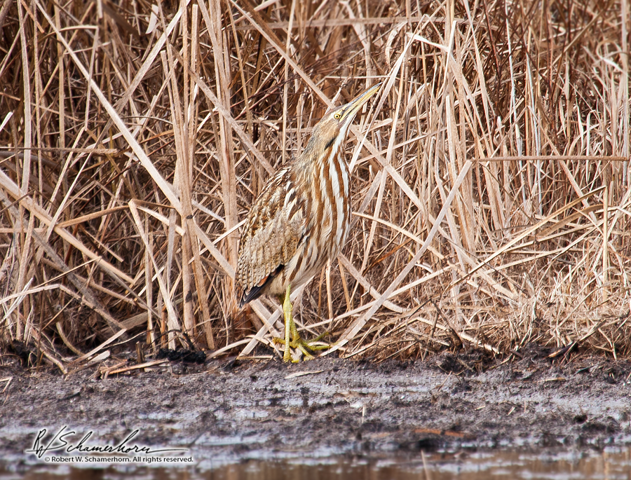 Wildlife Photography Gallery Image