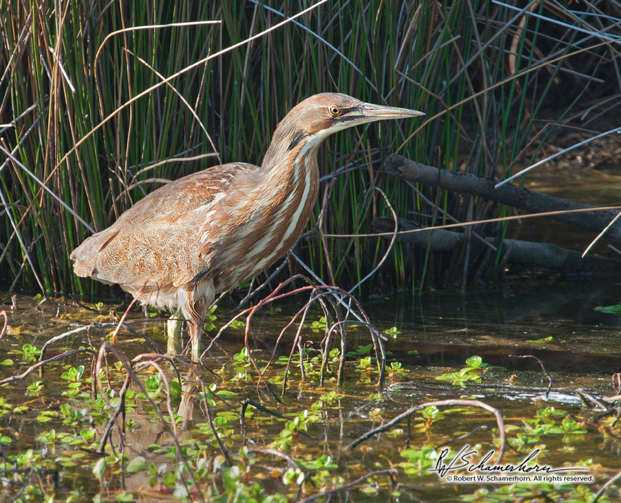 Wildlife Photography Gallery Image