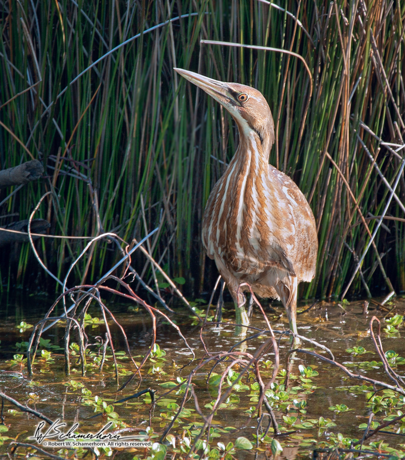 Wildlife Photography Gallery Image