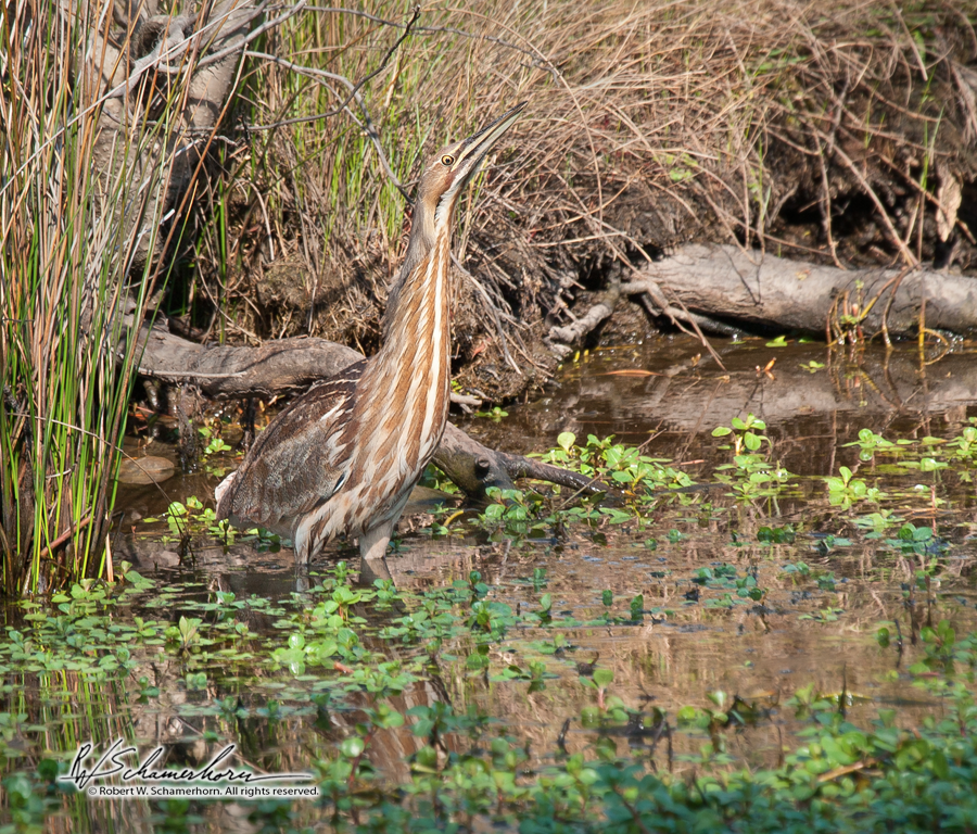 Wildlife Photography Gallery Image