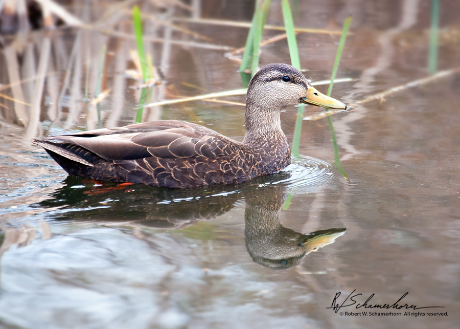 Wildlife Photography Gallery Image