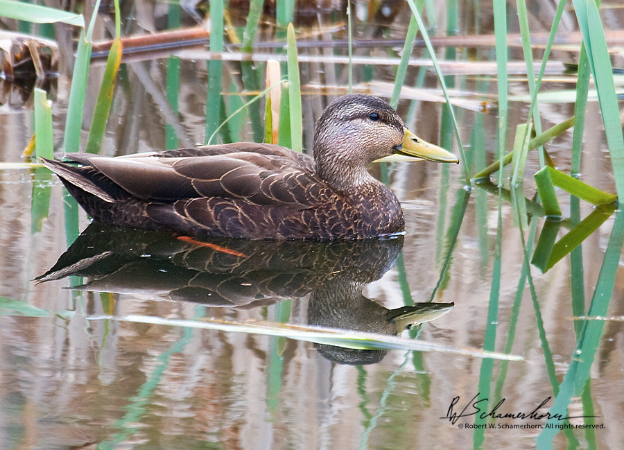 Wildlife Photography Gallery Image