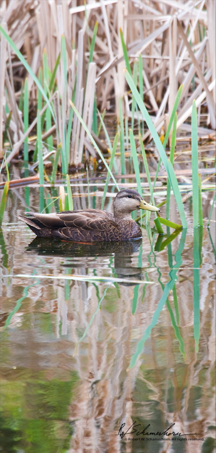 Wildlife Photography Gallery Image