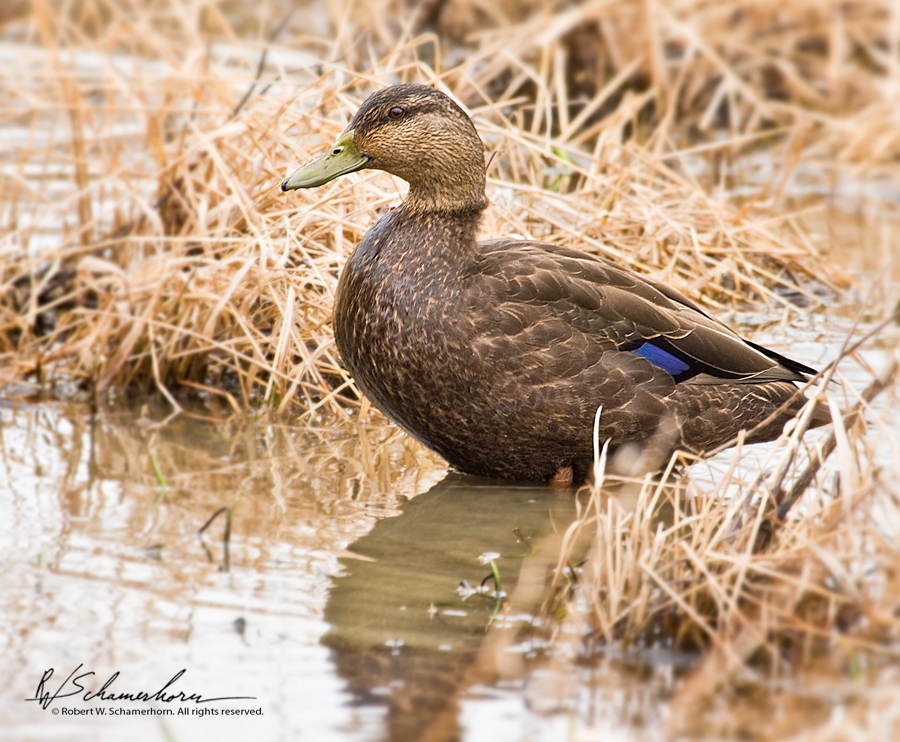 Wildlife Photography Gallery Image