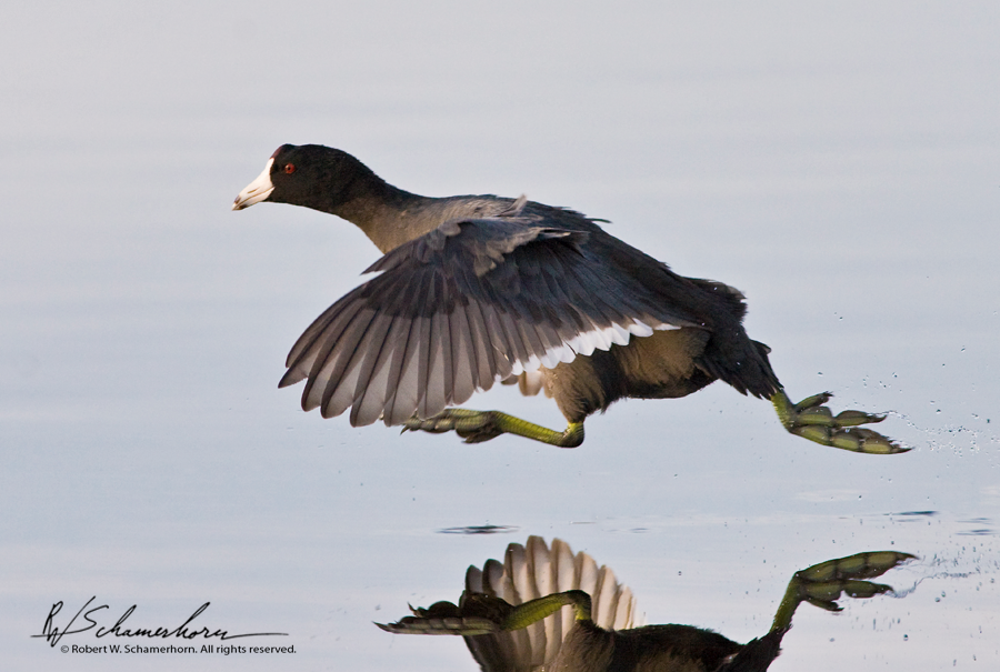 Wildlife Photography Gallery Image