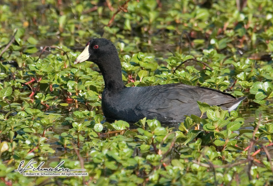 Wildlife Photography Gallery Image