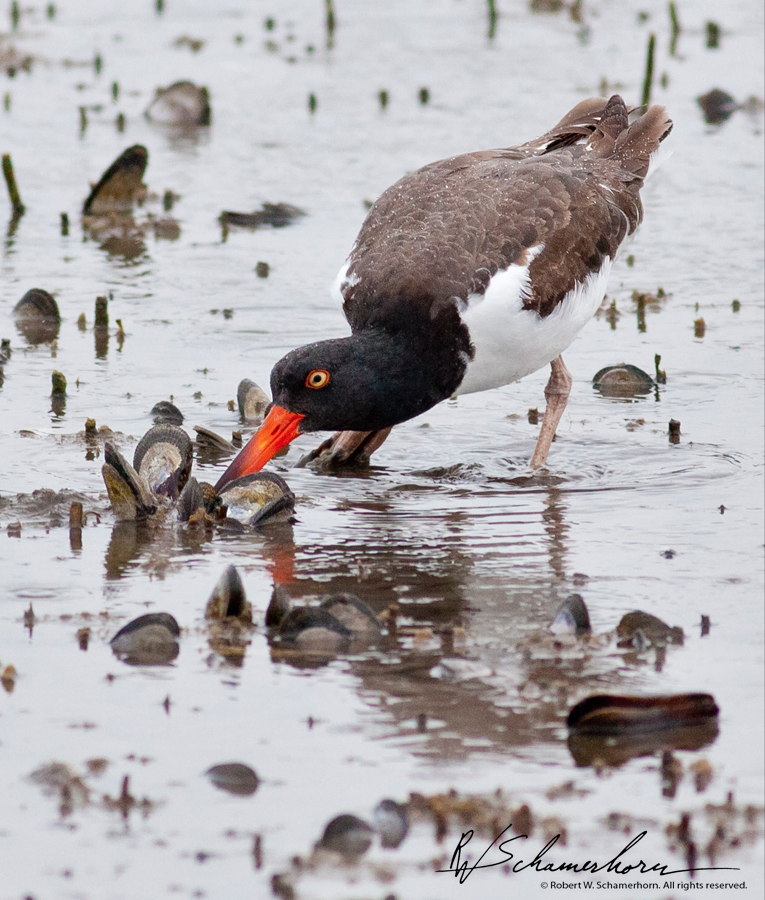 Wildlife Photography Gallery Image