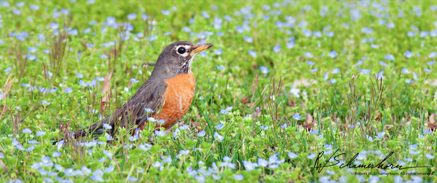 Wildlife Photography Galery Image