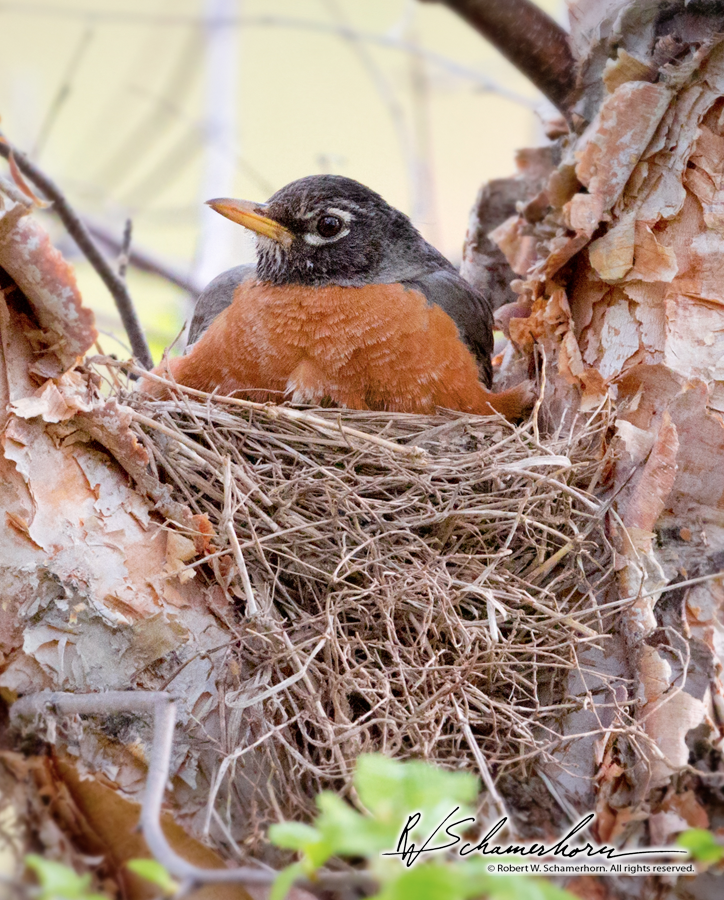 Wildlife Photography Galery Image