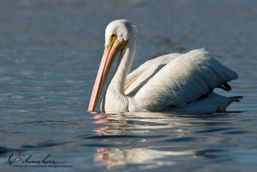 Wildlife Photography Gallery Image