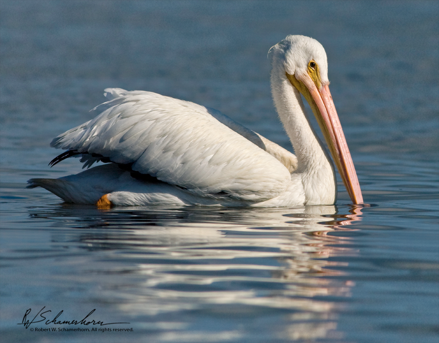 Wildlife Photography Gallery Image