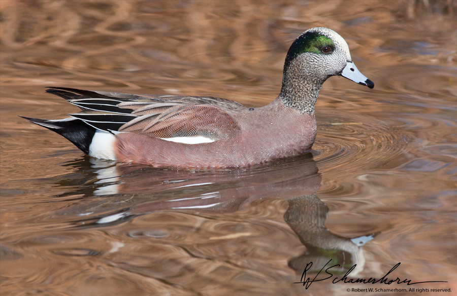 Wildlife Photography Galery Image