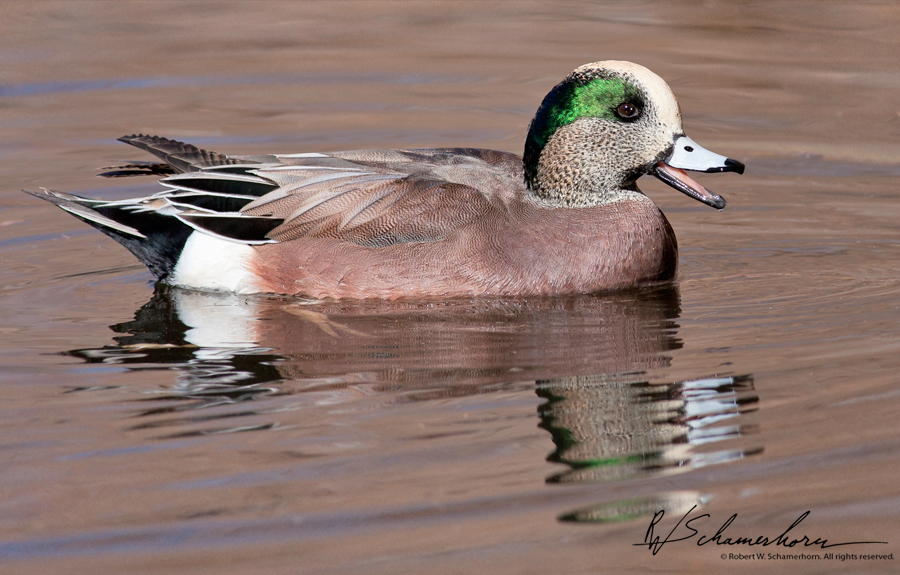 Wildlife Photography Galery Image