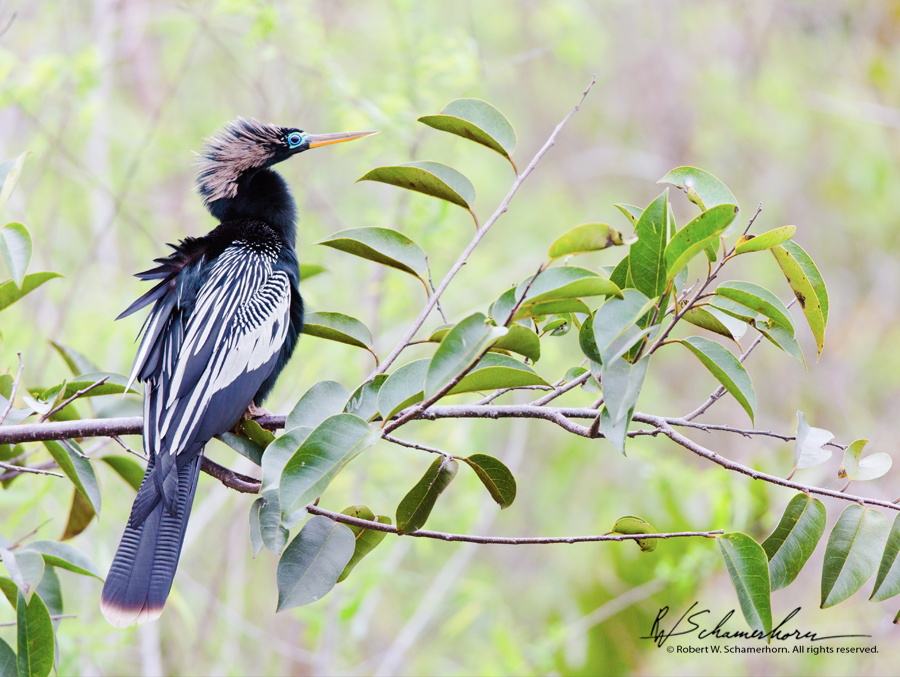 Wildlife Photography Gallery Image