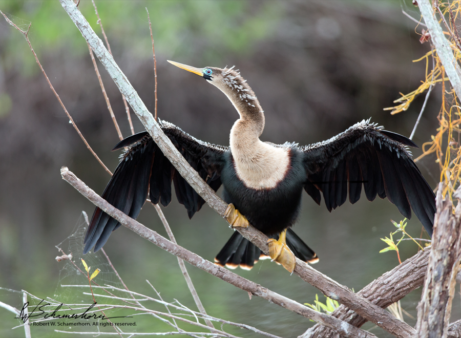 Wildlife Photography Gallery Image