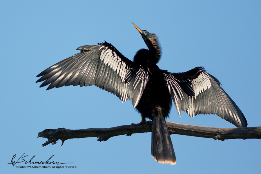 Wildlife Photography Gallery Image