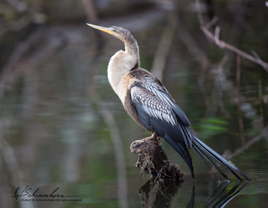 Wildlife Photography Gallery Image