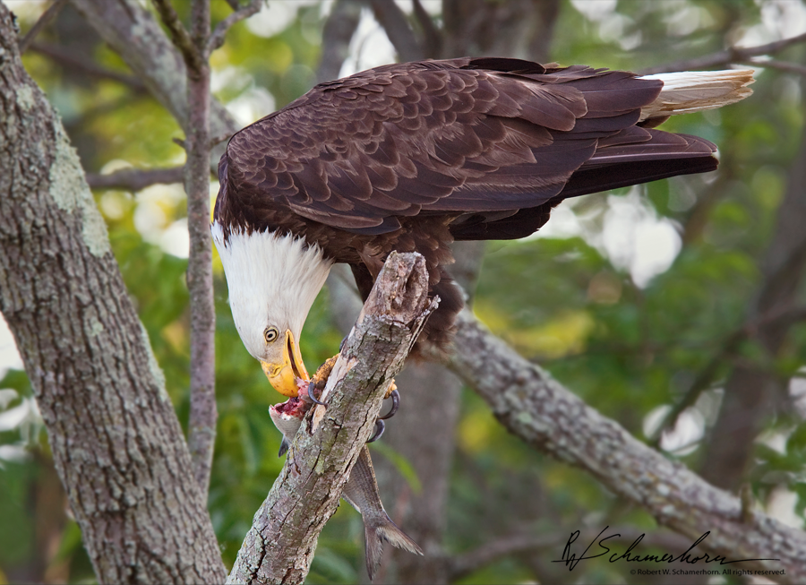 Wildlife Photography Galery Image