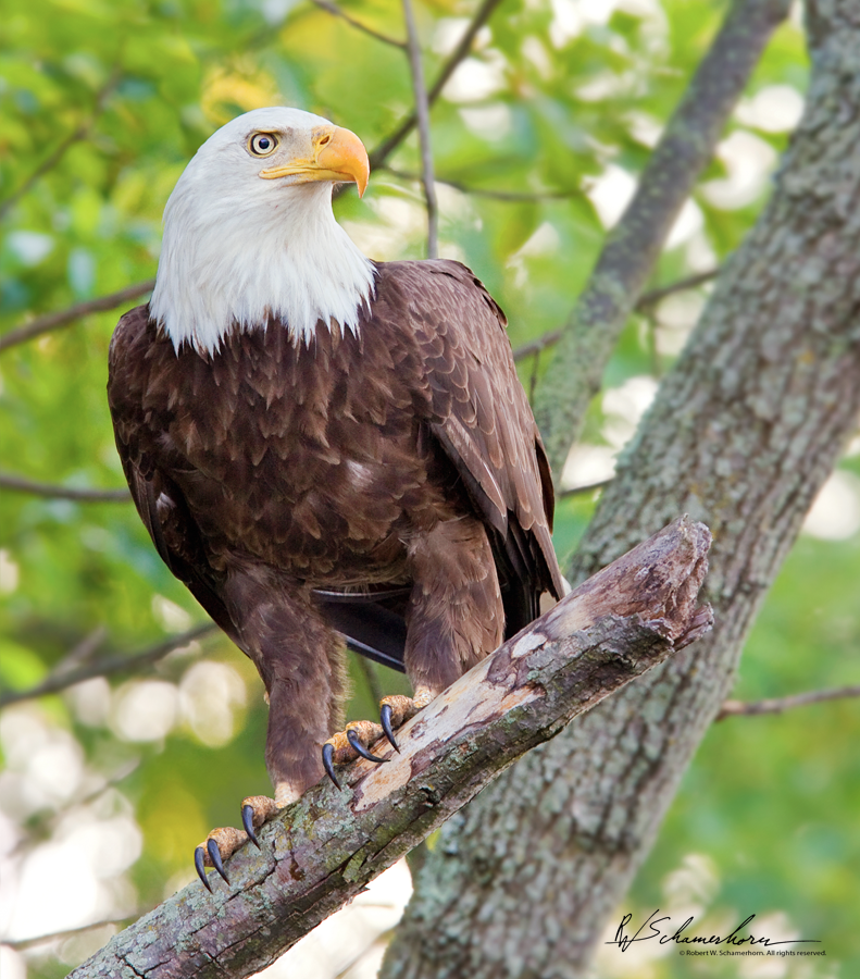 Wildlife Photography Galery Image