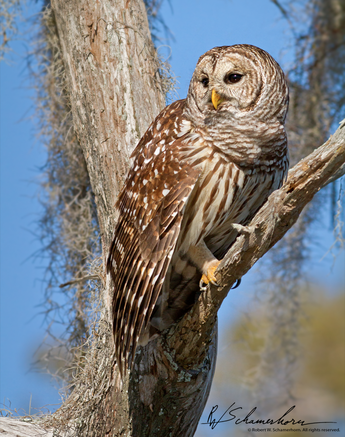 Wildlife Photography Galery Image