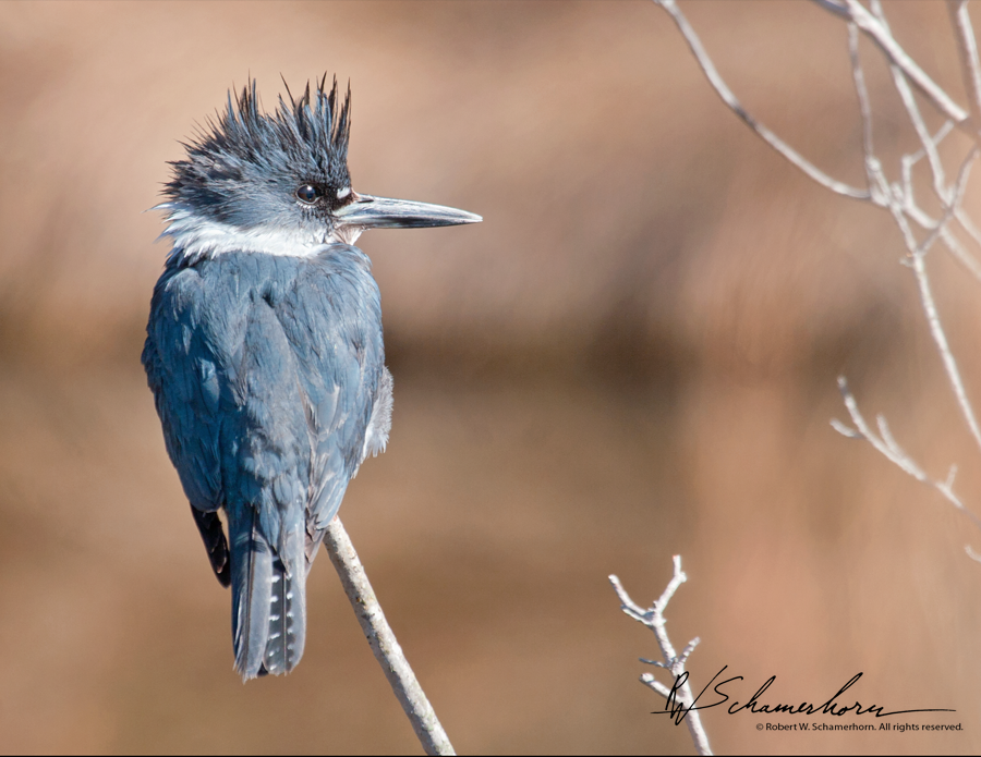 Wildlife Photography Galery Image