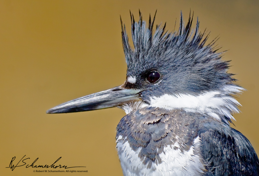 Wildlife Photography Galery Image