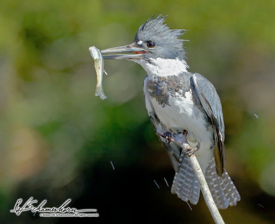 Wildlife Photography Galery Image