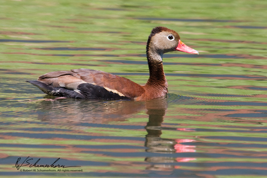 Wildlife Photography Gallery Image