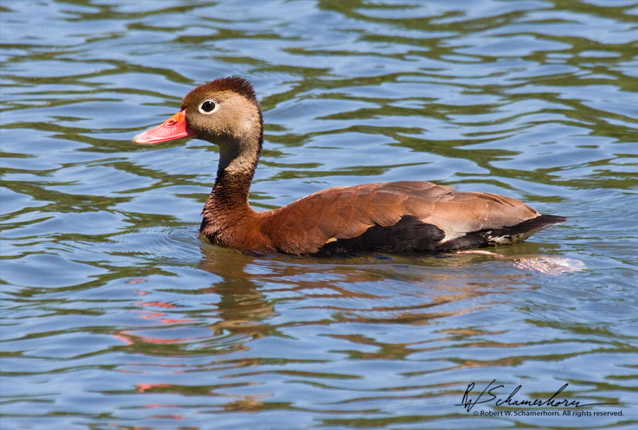 Wildlife Photography Gallery Image