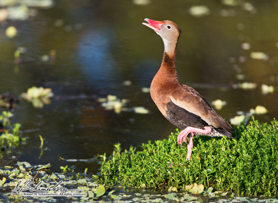 Wildlife Photography Gallery Image