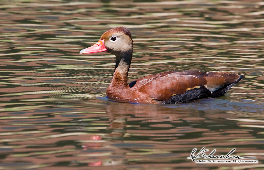 Wildlife Photography Gallery Image