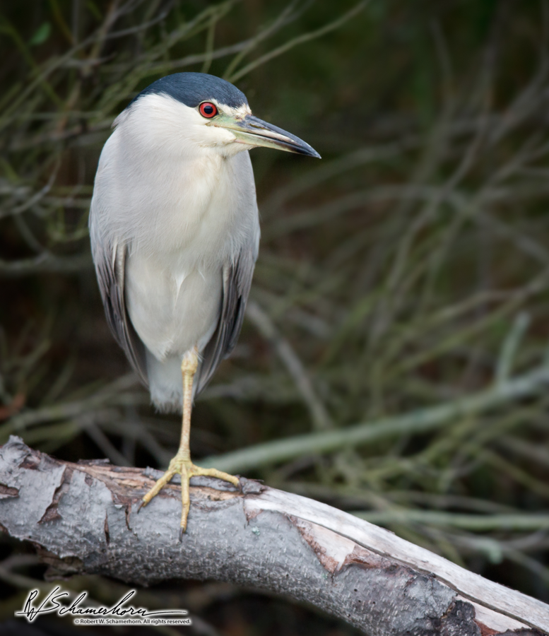 Wildlife Photography Galery Image